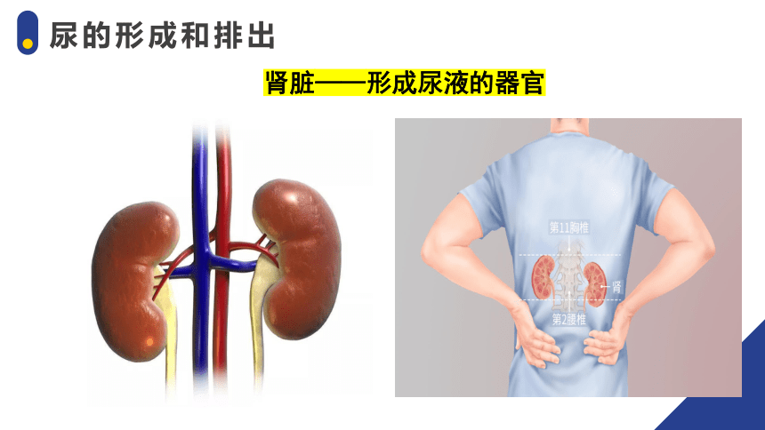 4.5人体内废物的排出 -2023-2024学年七年级生物下册精品课件（人教版）(共26张PPT)