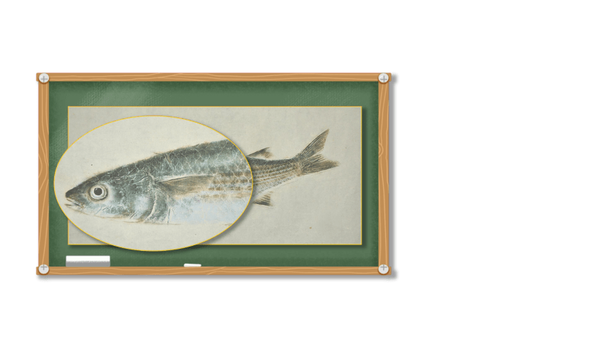 第9课 鱼的纹样（课件） 美术四年级上册  苏少版（36张）