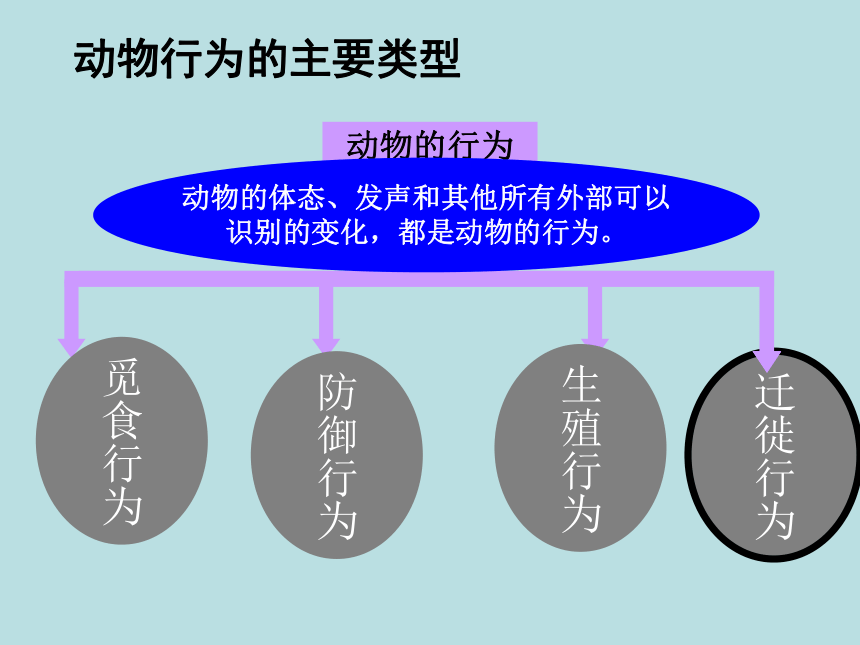 苏教版八上生物 18.1 动物行为的主要类型 课件(共17张PPT)