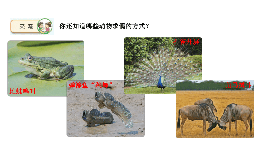 苏教版（2017秋） 四年级下册4.14 动物的繁殖 课件 (共26张PPT)