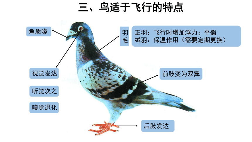 苏科版七年级下册5.12.1鸟类课件(共26张PPT)