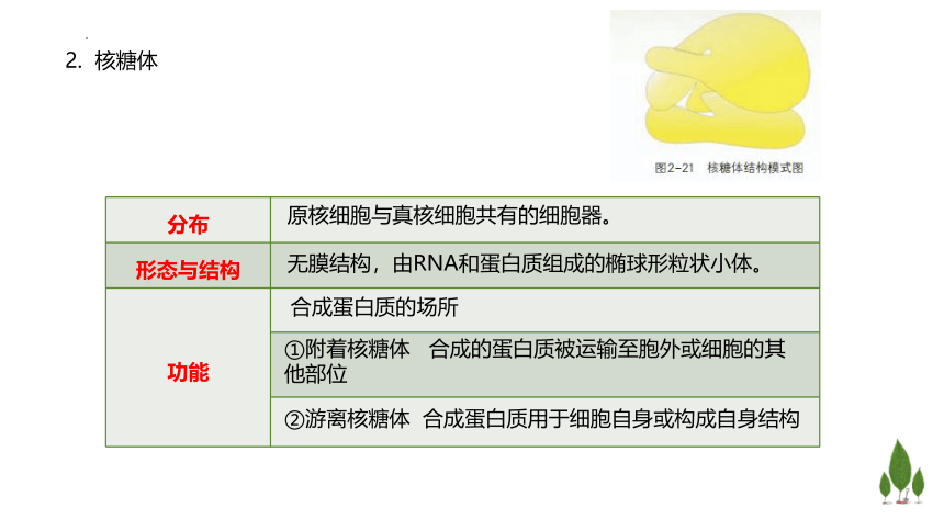 2.3 细胞质是多项生命活动的场所课件（共47张PPT）高一生物学（浙科版2019必修1）