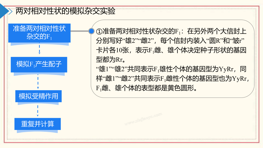 1.2模拟孟德尔杂交实验、两对相对性状的杂交实验及对自由组合现象的解释(共55张PPT)  高中生物 浙科版 必修二