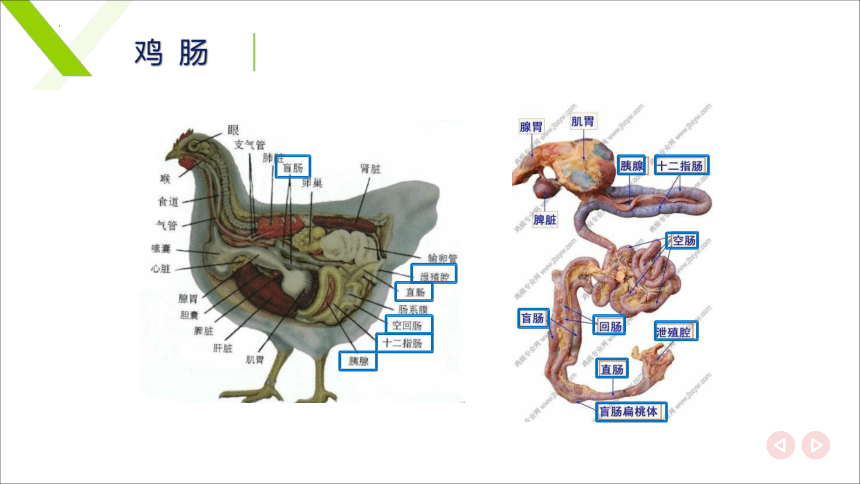 2.4肠 课件(共20张PPT)《畜禽解剖生理》同步教学（中国轻工业出版社）