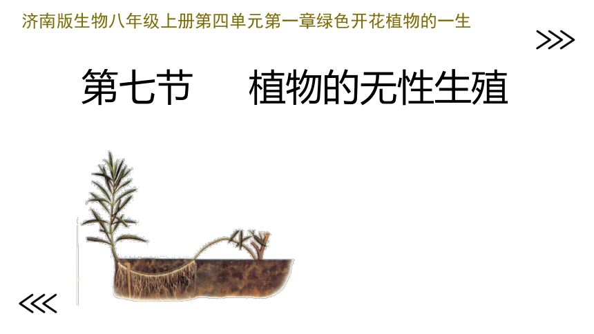 济南版生物八年级上册 4.1.7  植物的营养繁殖  2022-2023学年课件(共26张PPT)