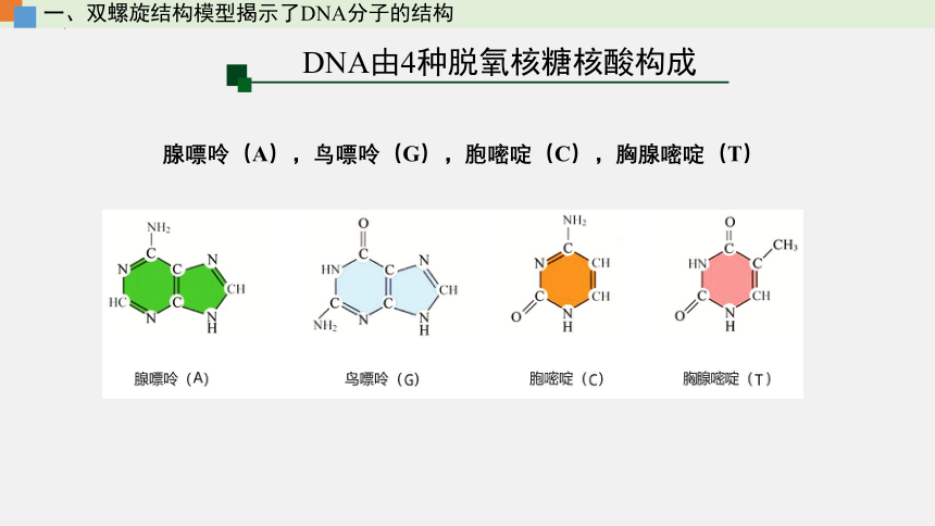 2021-2022学年高一生物浙科版（2019）必修2 第三章第二节遗传信息编码在DNA分子上（课件）（25张ppt）