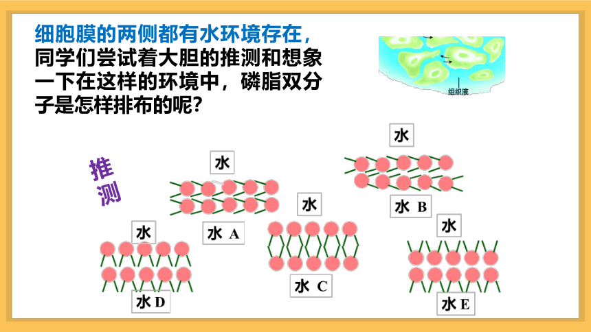 2020-2021学年高一生物人教版必修一4.2生物膜的流动镶嵌模型课件（共30张PPT）