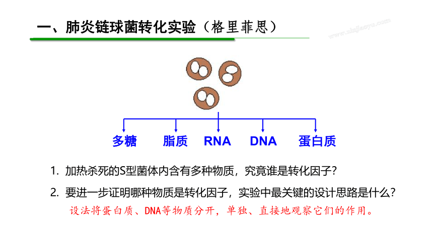 1.1 DNA是主要遗传物质的探索(共24张PPT) 高中生物 北师大版 必修二