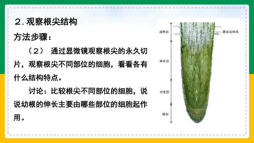 3.2.2 植株的生长-2022-2023学年上学期七年级生物名师精讲课件（人教版七上）(共35张PPT)