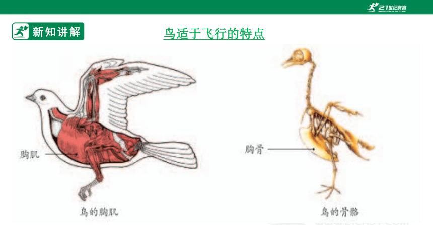 人教版5.1.6 鸟-2022-2023学年八年级生物上册 同步课件(共30张PPT)