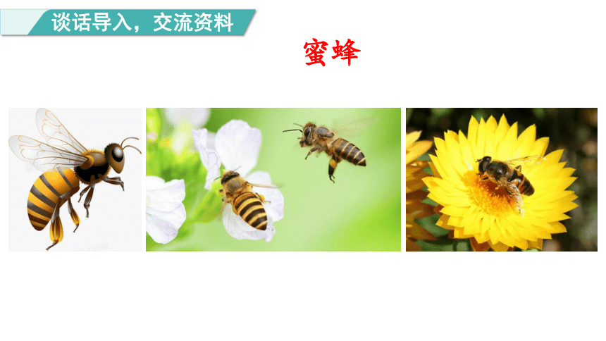 14.蜜蜂 第一课时 课件 (共38张PPT)