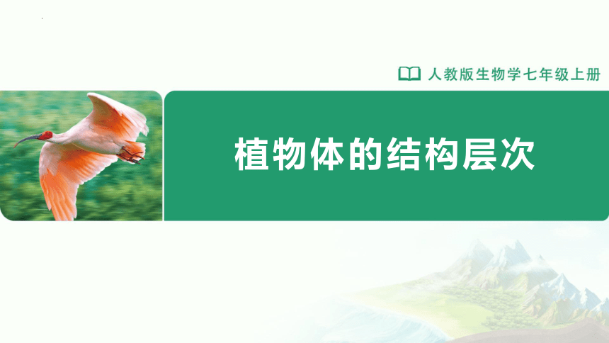 2.2.3 植物体的结构层次（教学课件）-+2023-2024学年七年级生物上册精品课件(共23张PPT)