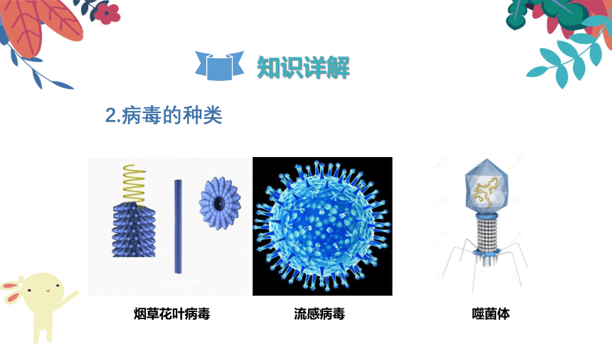 八年级上册 第五单元 第五章 《病毒》复习课件（共26张PPT）