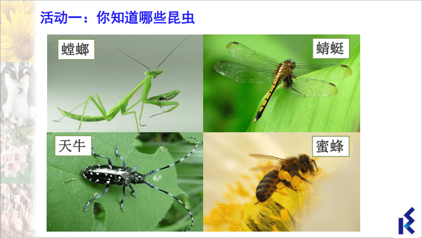 5.12.2 昆虫课件(共28张PPT＋内嵌视频1个)七年级生物下册（苏科版）