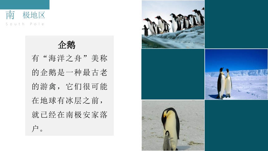 【推荐】10.1《极地地区》同步课件（共32张PPT）2022-2023学年人教版七年级地理下册