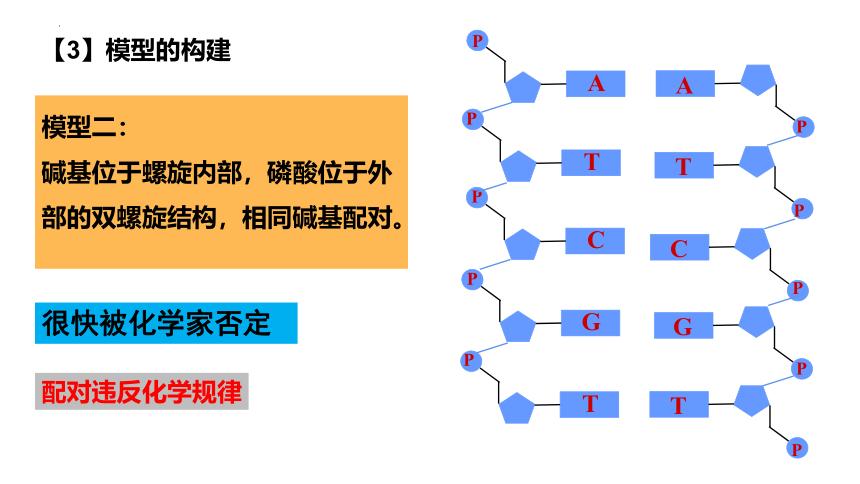 3.2DNA的结构课件(共46张PPT)2022-2023学年高一下学期生物人教版必修2