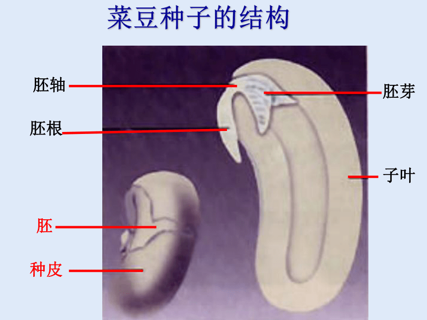 人教版七年级生物 上册 第三单元 第一章 第二节 种子植物 课件（2课时，共48张PPT）