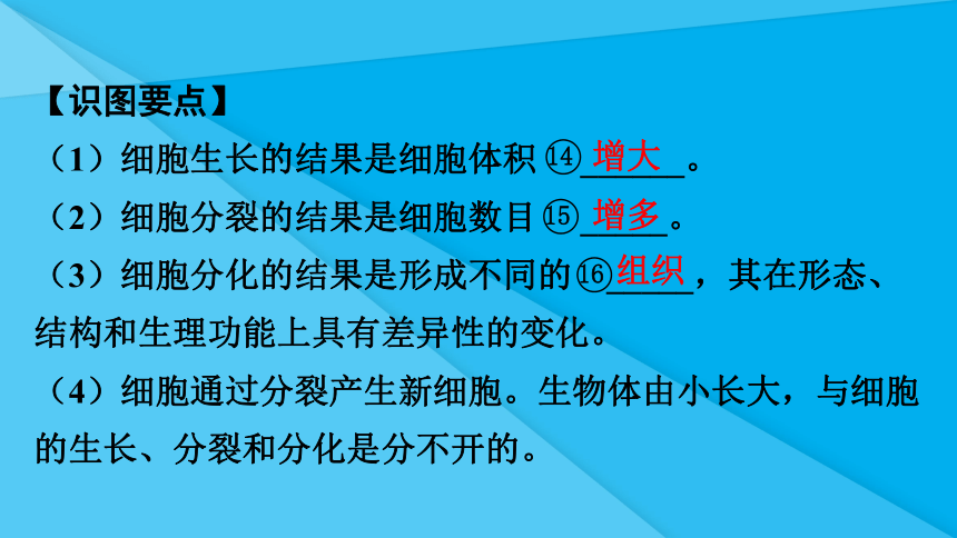 第二单元第二章 细胞怎样构成生物体（知识梳理 期中复习课件）(共38张PPT)