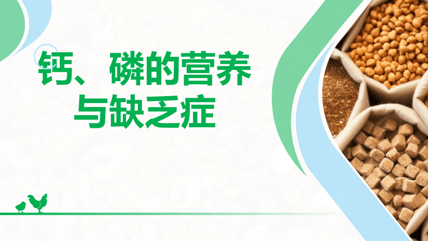 1.2.5钙、磷的营养作用与缺乏症 课件(共67张PPT)-《畜禽营养与饲料》同步教学（高教版）