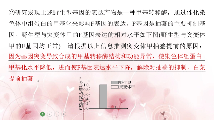 高三生物重难大题集训(2)　变异与遗传的综合考查(课件共33张PPT)