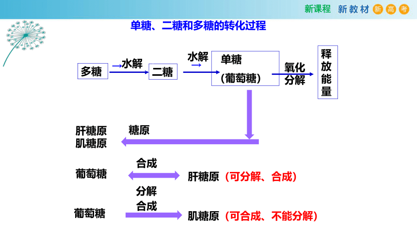 2.3 细胞中的糖类和脂质(2课时）(课件共22张PPT)