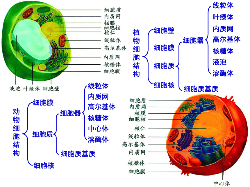 人教版生物高中必修一3.2-细胞器——系统内的分工合作(58张PPT)