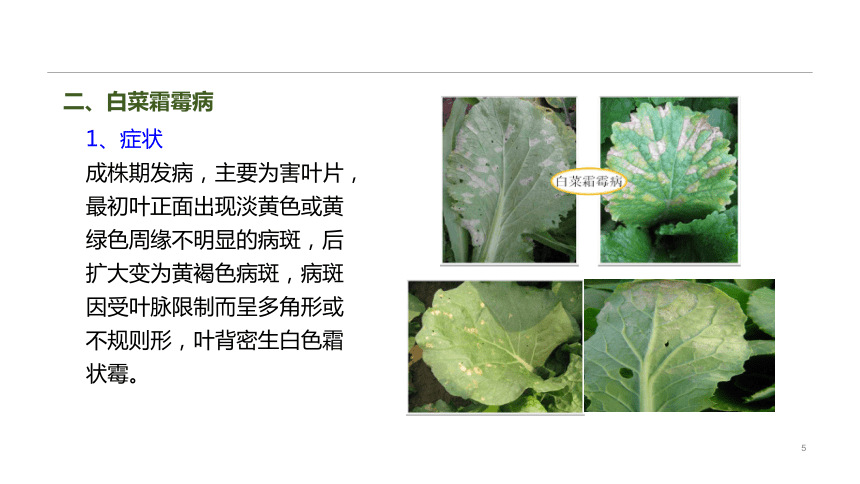 6.1.2病虫害防治 课件(共15张PPT)-《蔬菜生产技术》同步教学（中国农业出版社）
