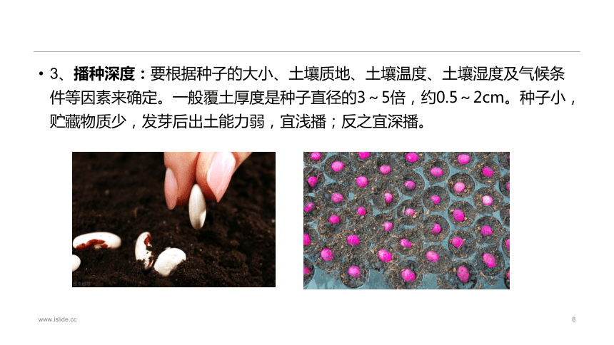 2.1.2播种技术 课件(共20张PPT)-《蔬菜生产技术》同步教学（中国农业出版社）