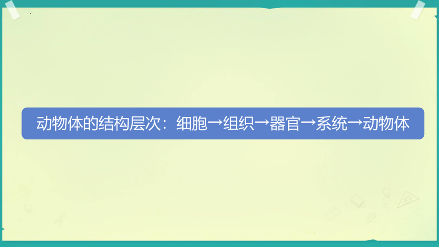 2.2.3植物体的结构层次课件（第16张PPT） 人教版生物七年级上册