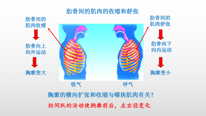 2021-2022学年人教版生物七年级下册4.3.2发生在肺内的气体交换课件(共24张PPT)