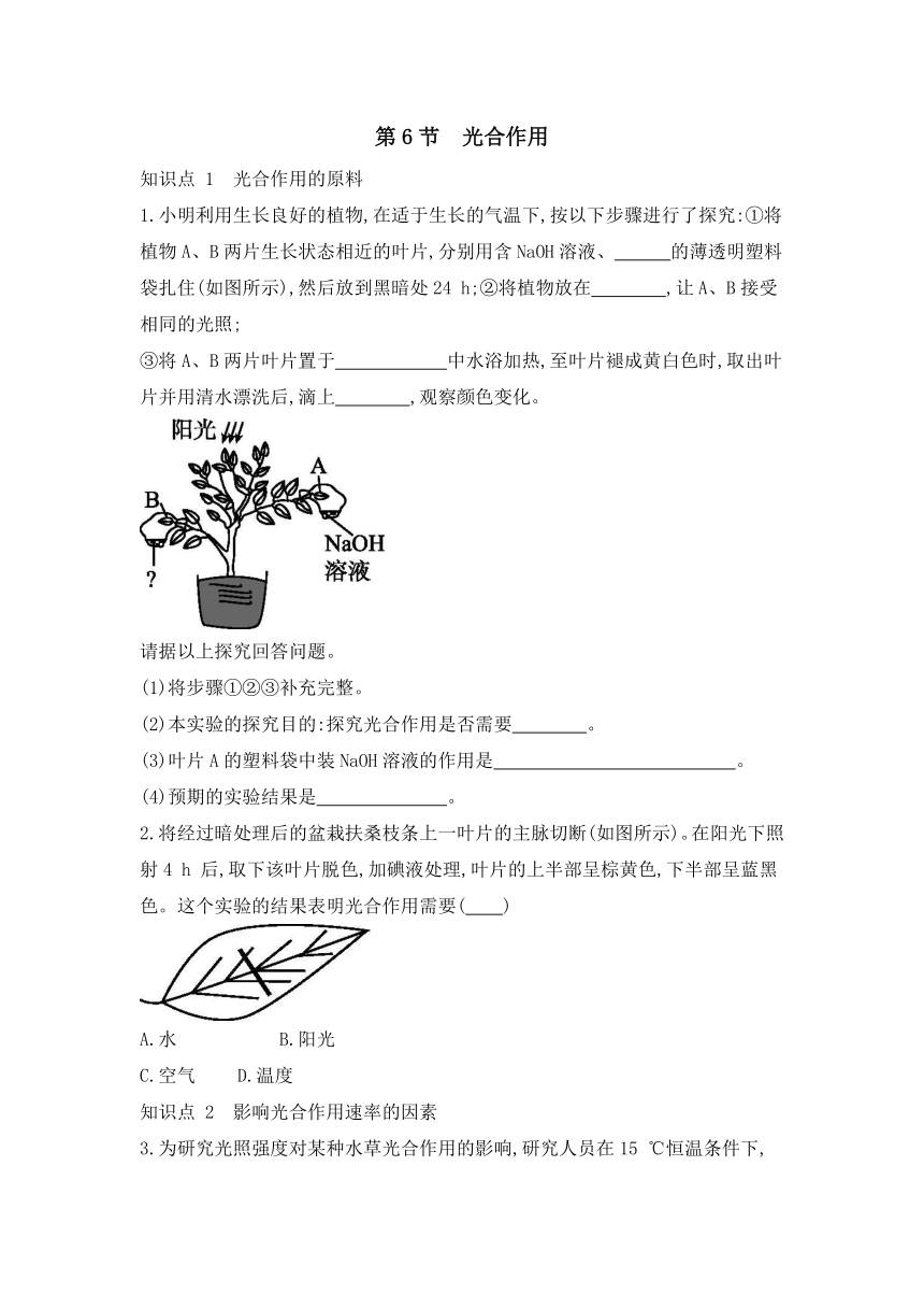 浙教版八年级科学下册同步课时练习：3.6 光合作用  第2课时（含答案）