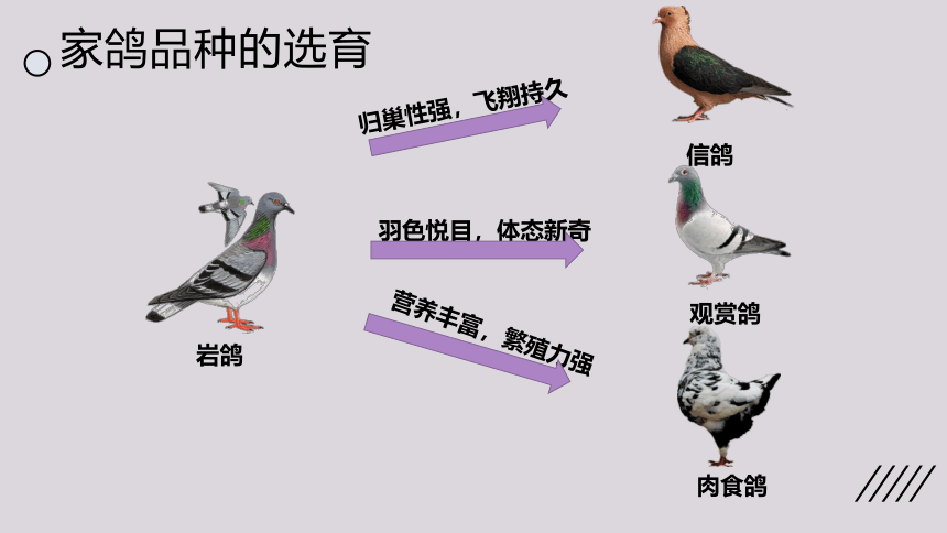 2021--2022学年北师大版生物八年级下册21.2生物进化的原因课件(共25张PPT)