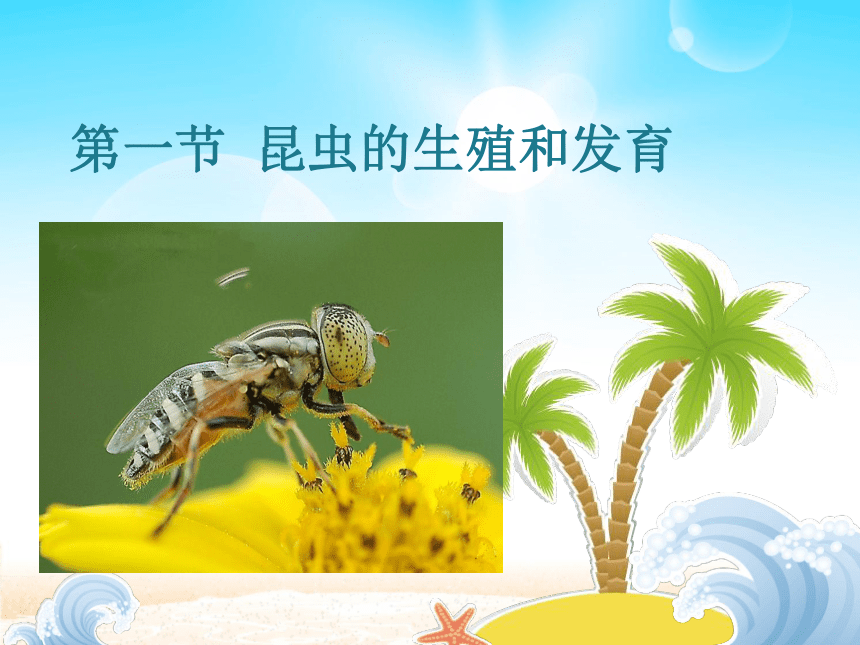 第一节 昆虫的生殖和发育 课件（26张PPT）