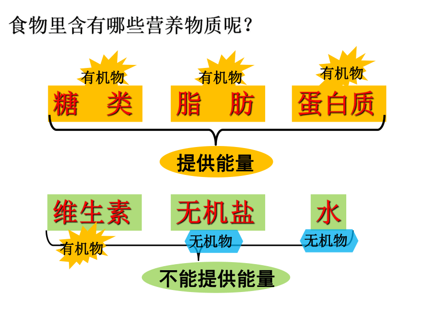 第一、二章复习课件 (共41张PPT)人教版生物七年级下册