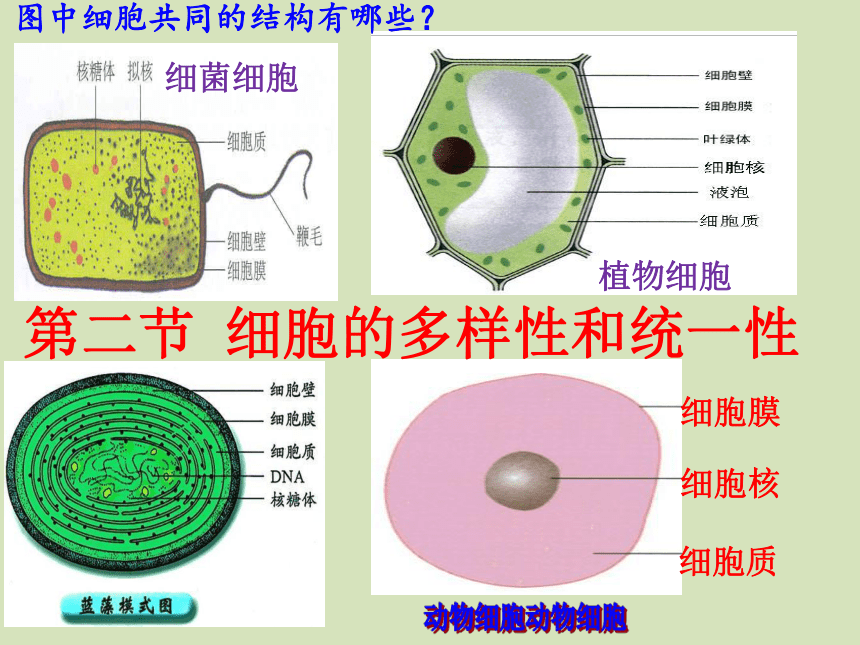 2020-2021学年高一上学期生物人教版必修一1.2细胞的多样性和统一性（第1课时）课件（31张ppt）