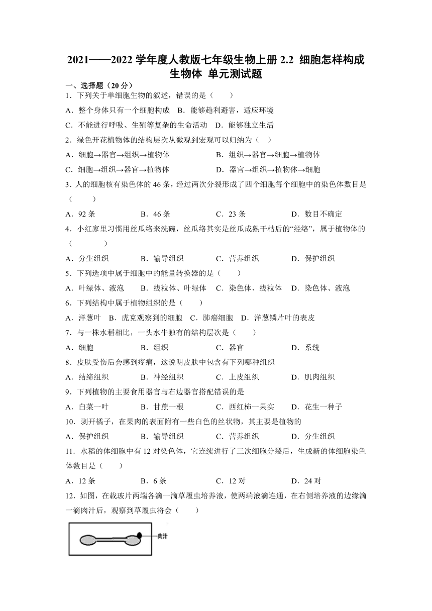 2.2 细胞怎样构成生物体 单元测试题 （word版含答案） 2021—2022学年人教版七年级生物上册