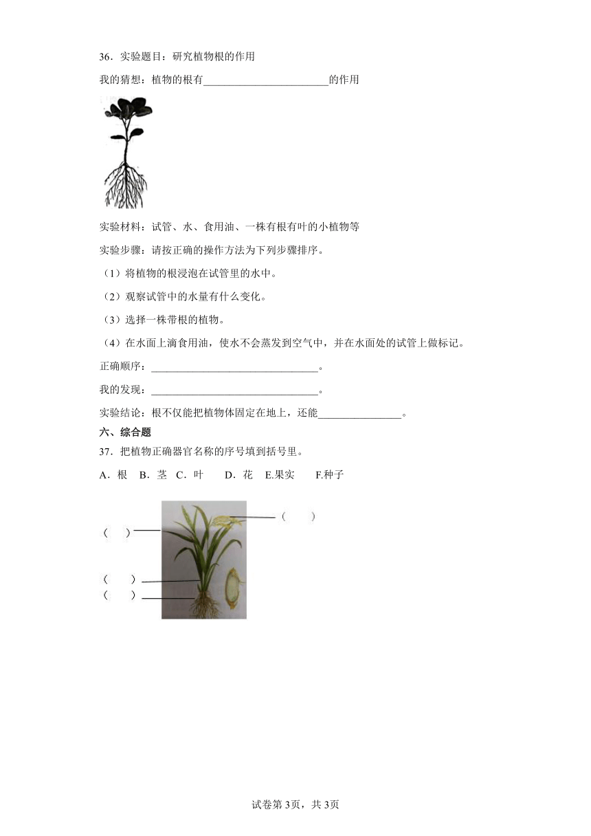 第三单元植物的“身体”期末复习卷2三年级科学下册（粤教版2017）
