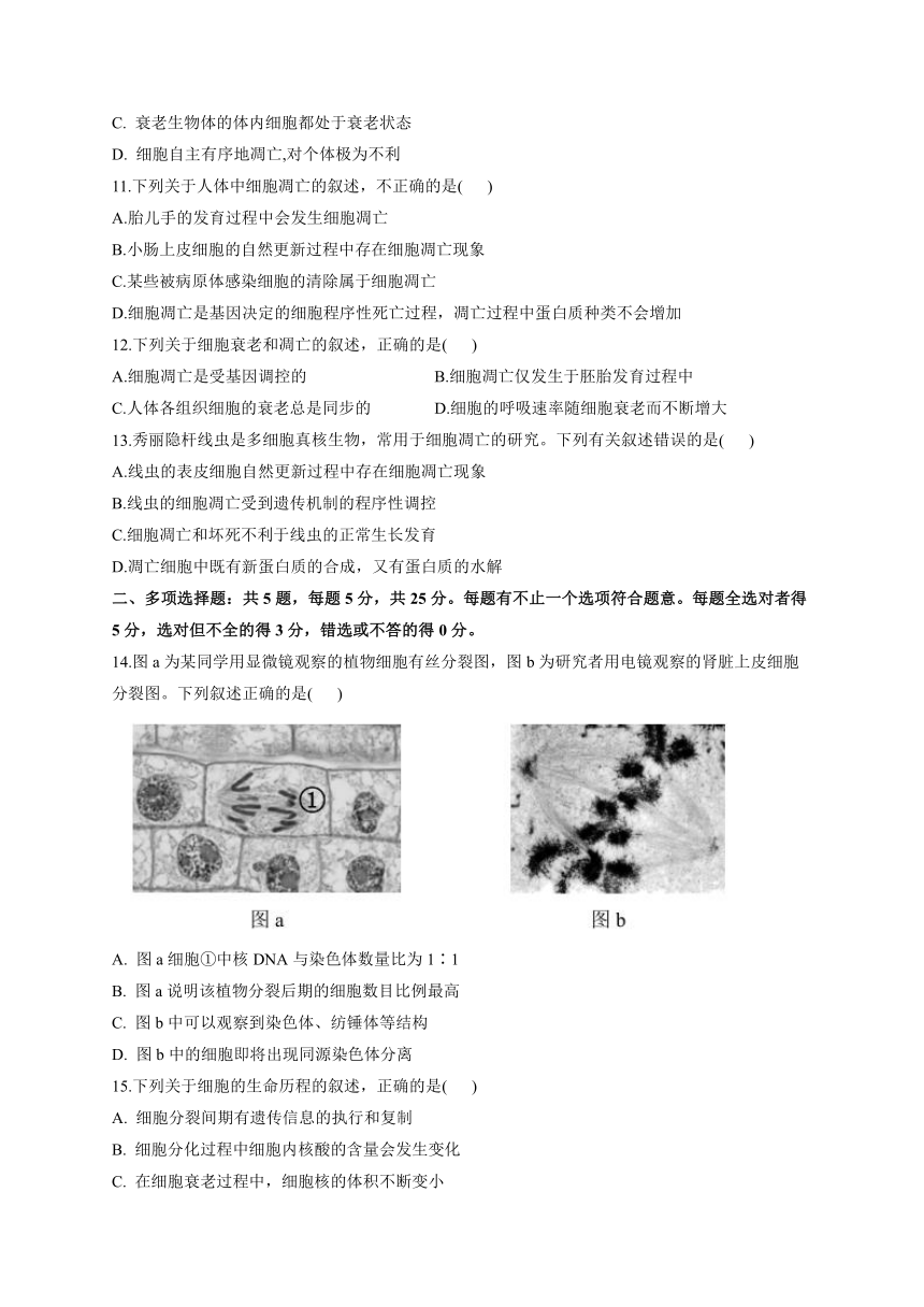 第4章 细胞增殖、分化、衰老和死亡 练习 2022-2023学年高一生物学苏教版（2019）必修一（含解析）