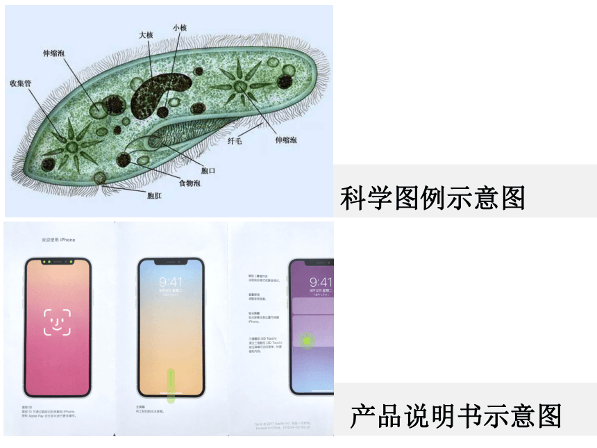 浙美版七上：3.手绘图表 课件（20  张PPT）