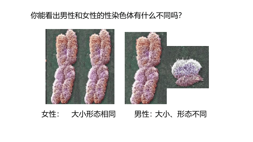 6.2.1.3人的性别决定-【精准备课】2021-2022学年八年级生物下册同步教学优质课件（冀少版）(共20张PPT)