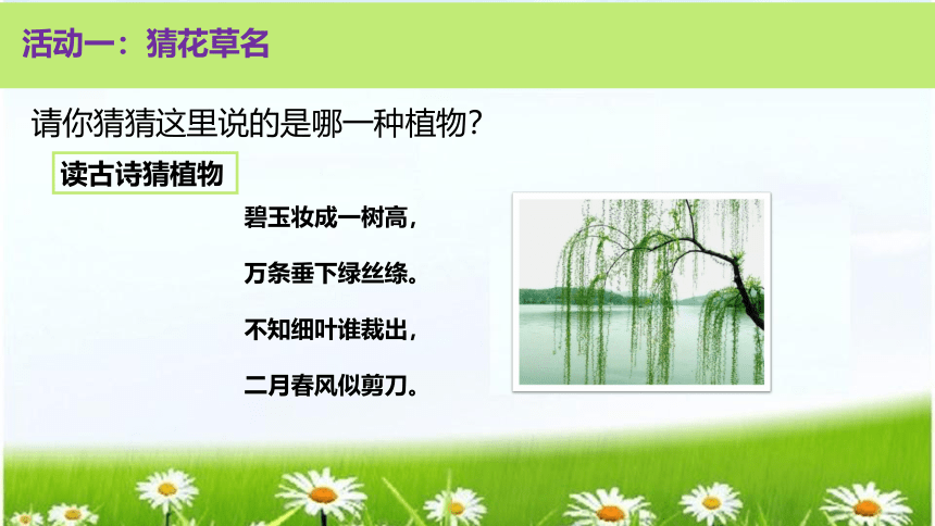 统编版道德与法治一年级下册2.6《花儿草儿真美丽》课件（2课时，共24张PPT）