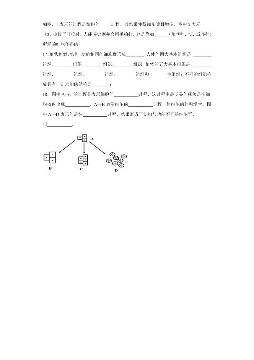 2.3 生物体的结构层次 练习（含解析）