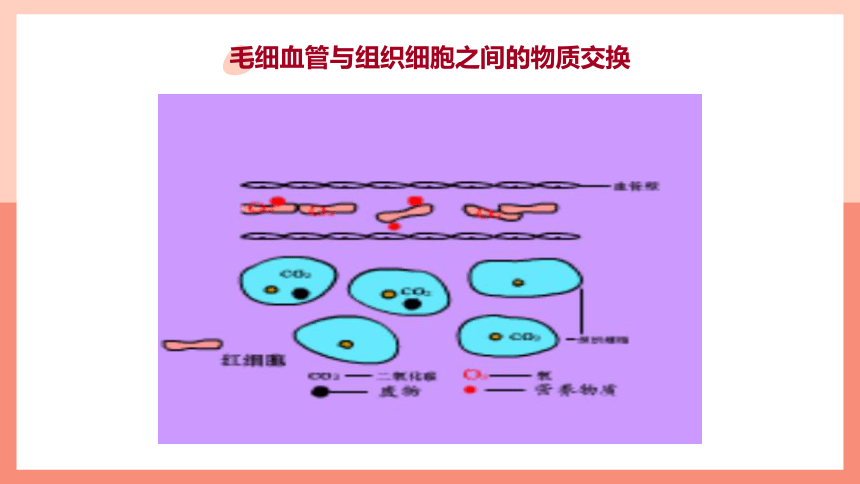 第二节 血流的管道──血管 课件（21张PPT）