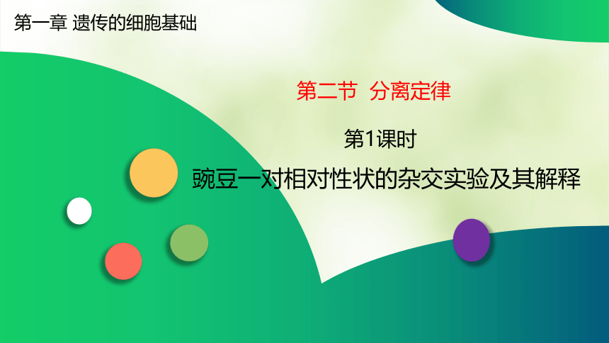 苏教版（2019）高中生物 必修二 1.2.1 分离定律 豌豆一对相对性状的杂交实验及其解释 课件（共34张PPT）