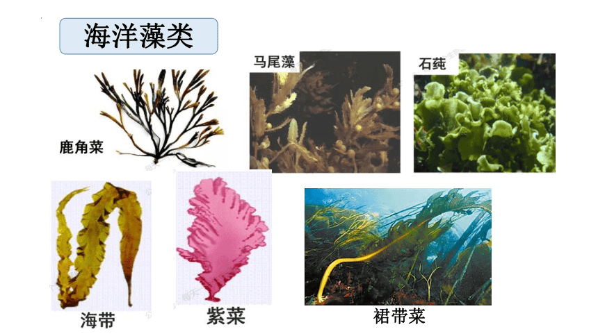 3.1.1藻类、苔藓和蕨类植物课件(共16张PPT)2022-2023学年人教版生物七年级上册