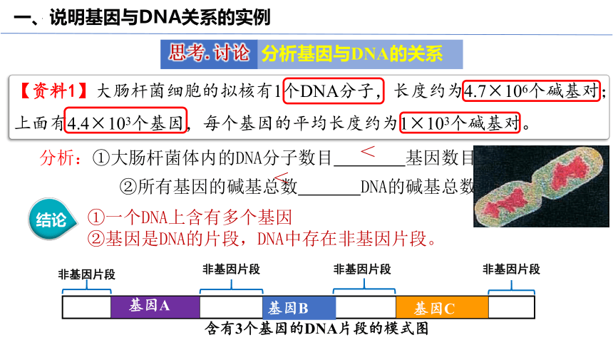 3.4基因通常是具有遗传效应的DNA片段(共31张PPT)课件