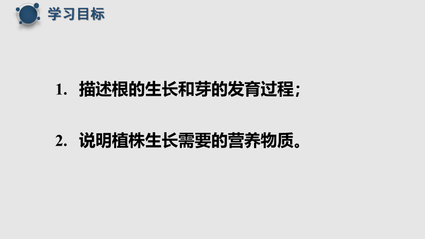 3.2.2植株的生长课件(共20张PPT+内嵌视频1个)2022-2023学年人教版生物七年级上册