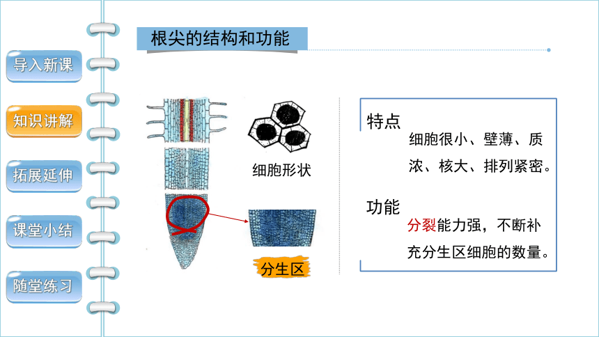 人教版生物七年级上册 3.2.2 植株的生长 2022--2023学年课件 (共29张PPT)