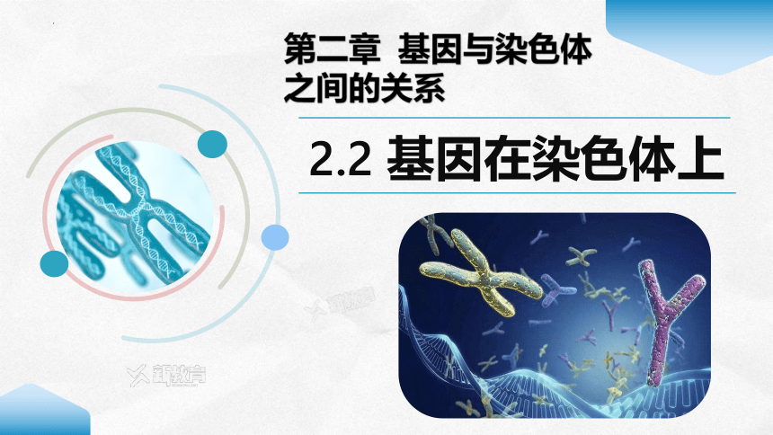 2.2 基因在染色体上   生物人教版（2019）必修2 (共47张PPT)