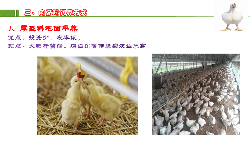 5.1肉仔鸡饲养管理 课件(共31张PPT)《猪鸡生产》同步教学（中国农业出版社）